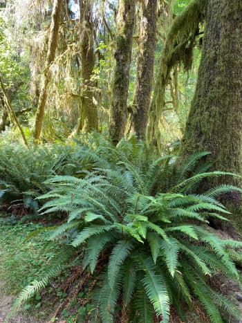 my-summertime-destination-to-the-quinault-rainforest