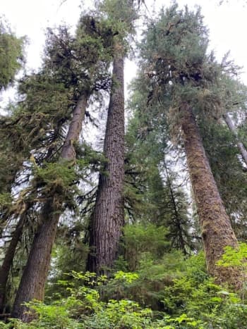A towering display of giant trees