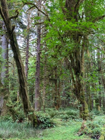 my-summertime-destination-to-the-quinault-rainforest