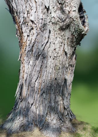 Mature Silver Maple Tree Bark