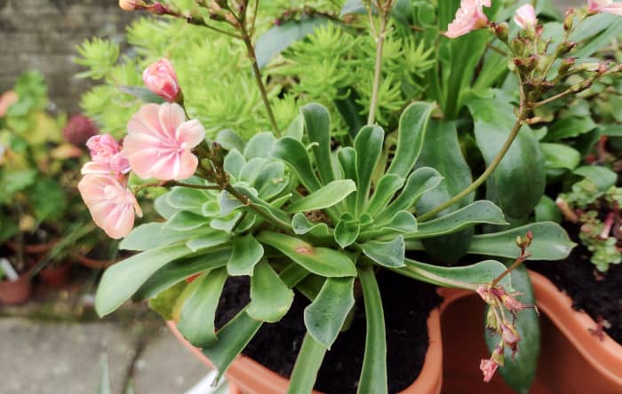 Though it may look delicate, Lewisia (also known as bitterroot) is a very hardy succulent.
