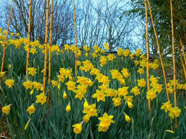Daffodils are a hardy perennial that's easy to grow and just so cheerful to look at. 