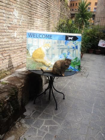 The entrance to where you could play with the disabled kitties in the Cat Sanctuary. 