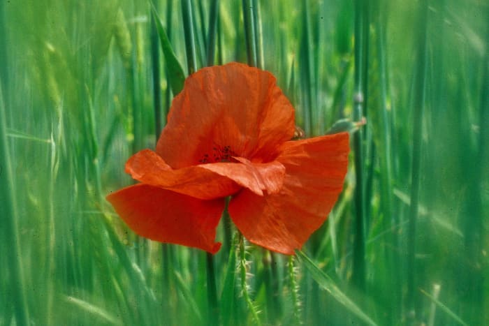 Field Poppy - a clear centre spot filter is used to emphasise the flower against the grass