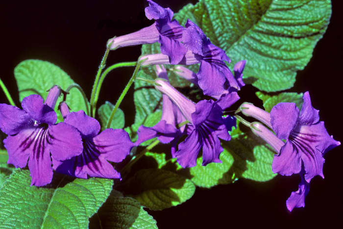 This is the Streptocarpus or Cape Primrose, a popular flowering pot plant which today is available in a range of colours 