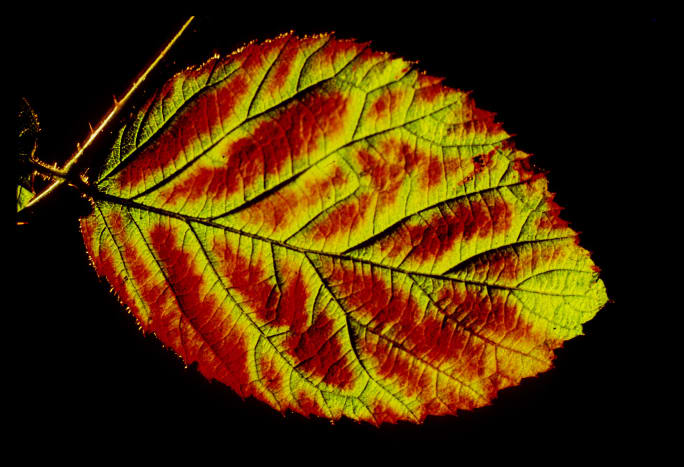 A bramble (blackberry) leaf, lit from behind shows off the autumn colours beautifully
