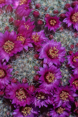 Mammilaria zeilmanniana is one of the most popular of cacti, and very free-flowering