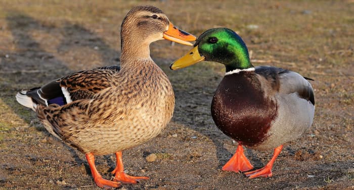A pair of a female (left) and a male (right) mallard.