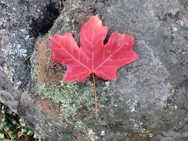 Realistic version of the maple leaf