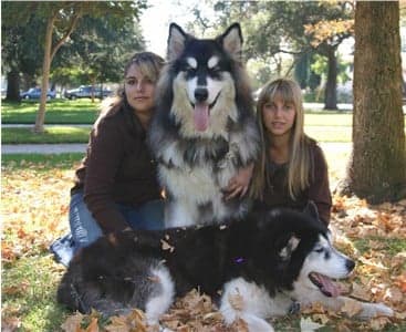 Check out the website to learn more about Malamutes (pictured above) and Huskies. 
