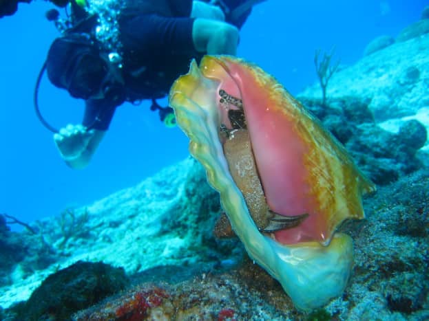A living conch.