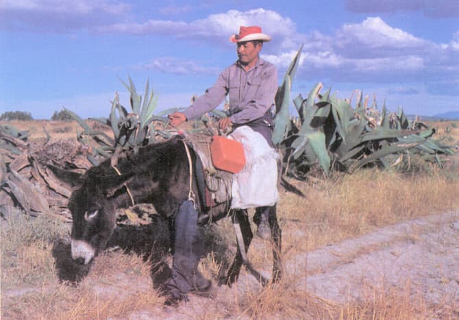 A Tlatchiquero collects aguamiel