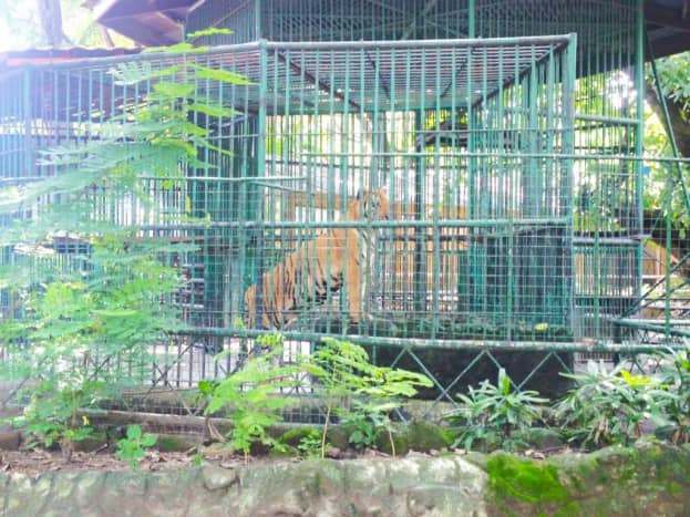 A Bengal tiger, Malayan civet, monitor lizard, and hippopotamus are among the creatures that now or have lived at Manila Zoo. Many of the zoo's animals were born in captivity, including three-month-old juveniles born in April 2015.