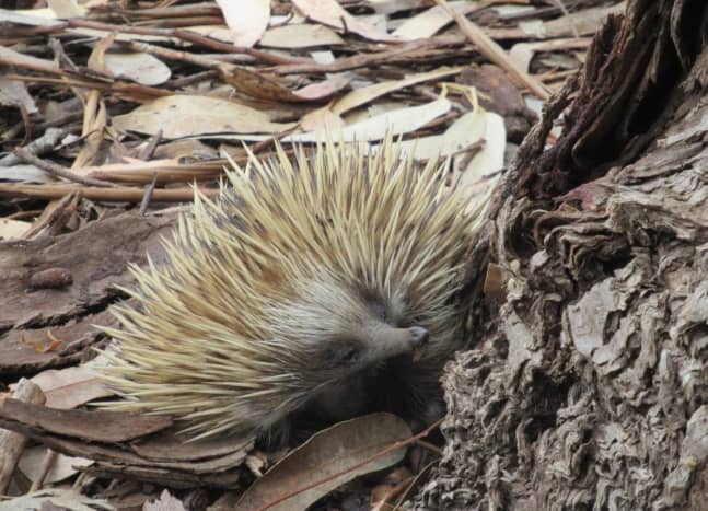 Echidna (or Spiny Anteater) in Australia