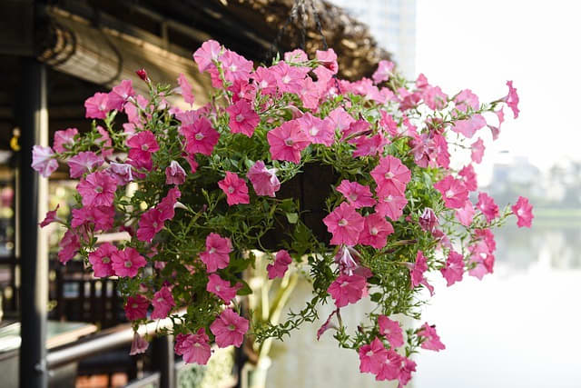 Surfinia Petunias are a type of cascading petunias. They are great for suspended pot arrangements.