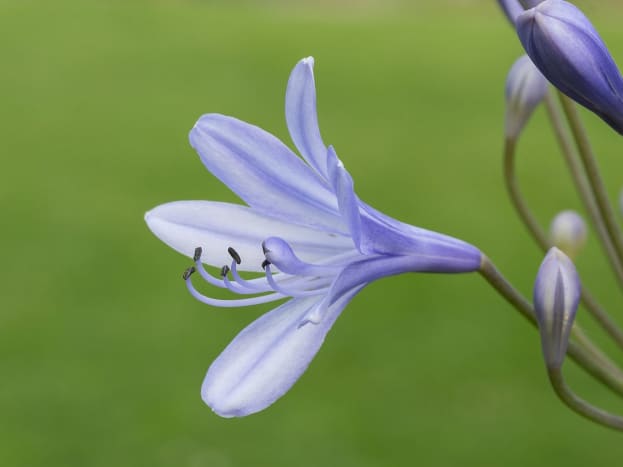Do bees like agapanthus? The answer is a resounding &quot;yes&quot;! This flower is also a beautiful addition to any garden.