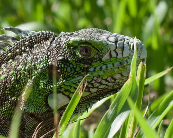 close up of iguana's head