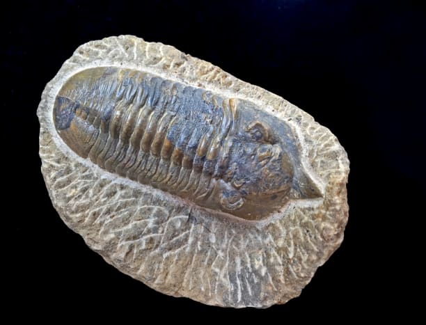 Trilobite fossil (Calymene, celebra) 