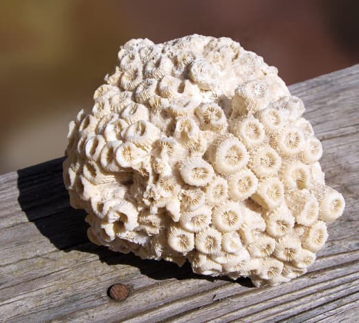 Great Star Coral (Montastrea, cavernosa) Fossil Skeleton
