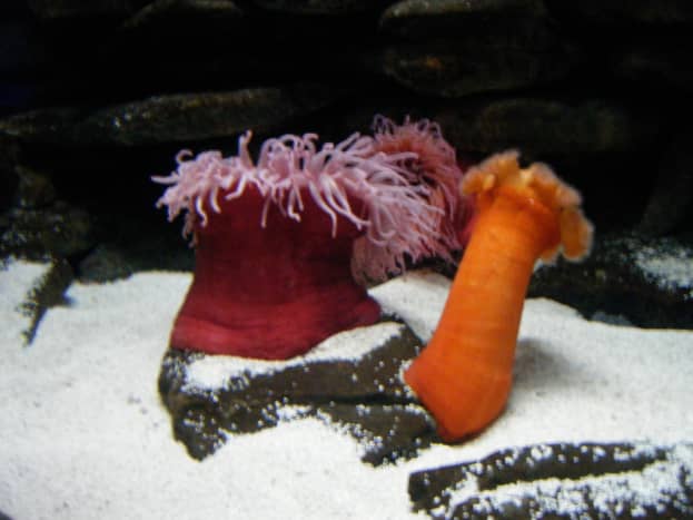 Even tanks for corals and anemones need to be cycled