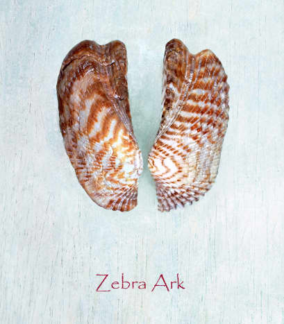 Turkey Wing, Zebra Ark or Noah's Ark Seashells (Arca, zebra)
