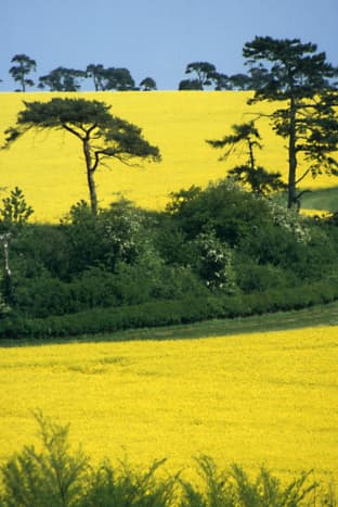 Scenic Landscapes and Seascapes Around the World. The yellow rape fields in the County of Cambridge, England
