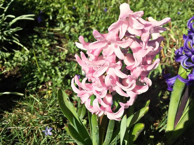 I discovered this pink hyacinth in a landscaped area. Its blue companion is shown in the next photo.