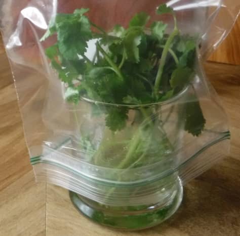 Store cilantro in a glass with water, covered by a plastic bag.