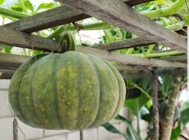 Young kabocha squash fruits are greener, while the hard, mature fruits appear to have a lighter shade of green with either white or yellowish stripes and spots.