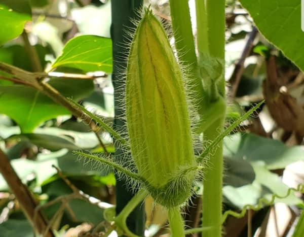 A young developing male kabocha squash blossom.
