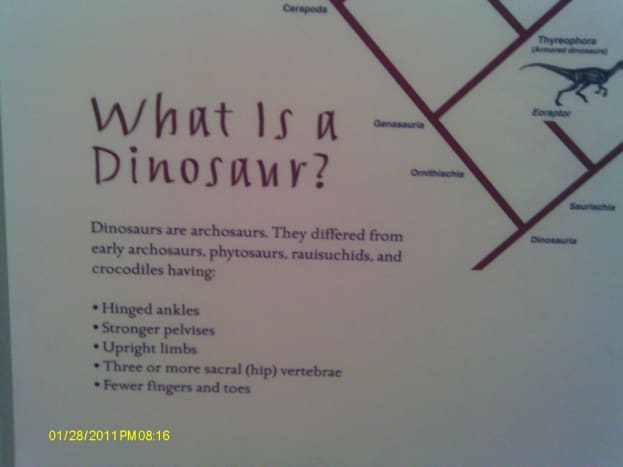 where-to-find-dinosaur-bones-in-raleigh-north-carolina-museum-of-natural-science