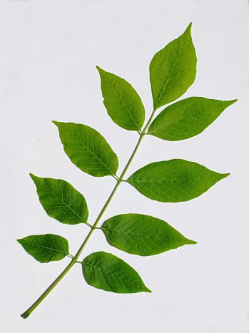 White Ash Leaf