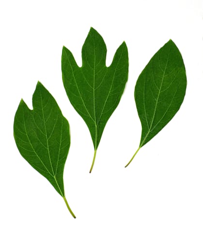 Sassafras Leaves