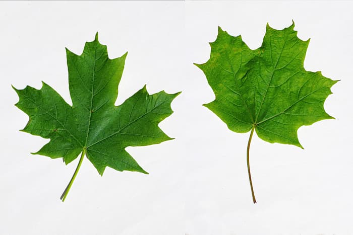 Sugar Maple Leaves  These two leaves are from the same tree, an example of the wide variations in leaf shapes among species.