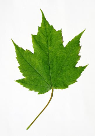 Red Maple Leaf 