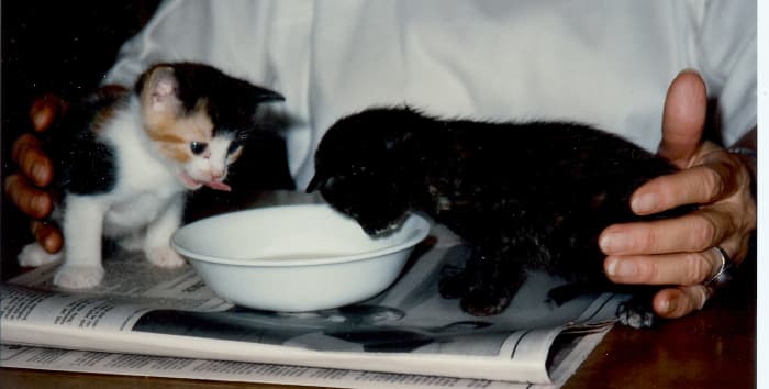 My mother presenting milk to the kittens 