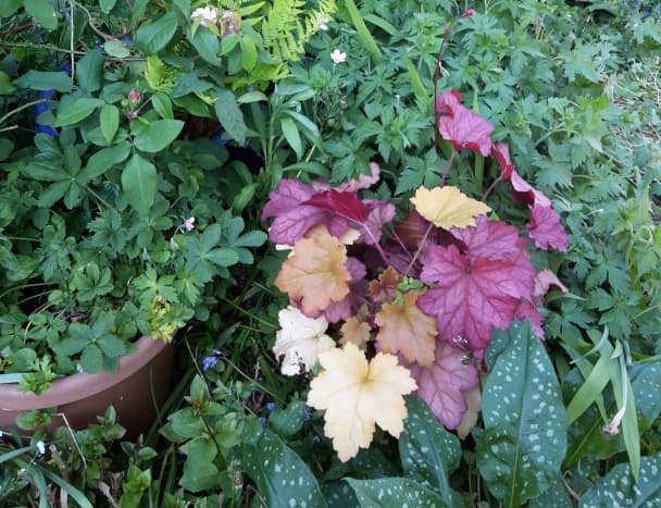 Heuchera - popular for the colour of their leaves 