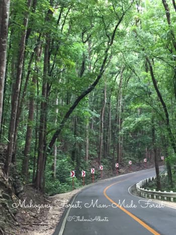 Mahogany Forest, one of the tourist attractions in Bohol. 