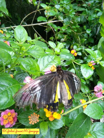 It was an amazing experience observing the butterfly enjoying the nectars of the lantana camara flowers in the Habitat.