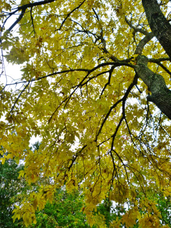 colored-leaves-photos-of-autumn-season-in-houston-texas