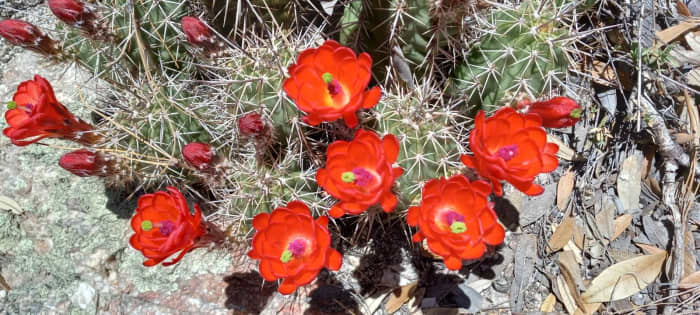 Desert delights: my remote jobs allow me to visit my family in Arizona as often as I'd like!