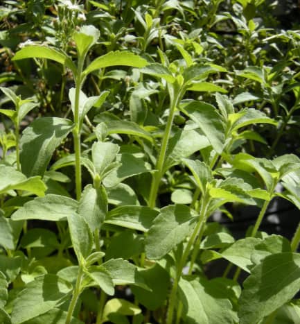 The stevia plant