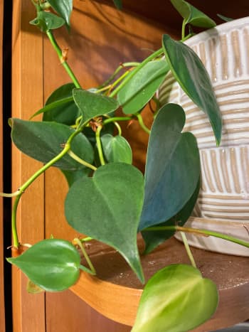 The heart leaf philodendron is beautiful trailing plant. They are easy to grow and require very little work. They are toxic to dogs and cats. 