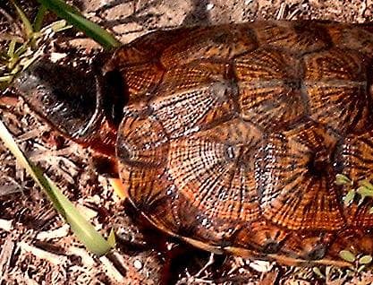 North American Wood Turtles are protected throughout their range requiring a proper state permit in ME, NH, VT, MA, RI, CT, NY, NJ, DE, MD, VA, WV, PA, OH, MI