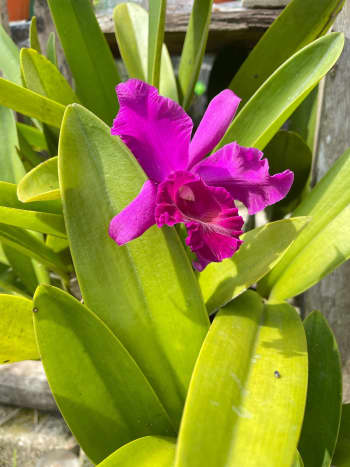 In Malaysia, it is popularly known as an orchid. If you have the orchids indoors, the best is to place them in an east to south-facing window or room. These plants prefer bright, indirect light. My mother grew them outdoor, however. 