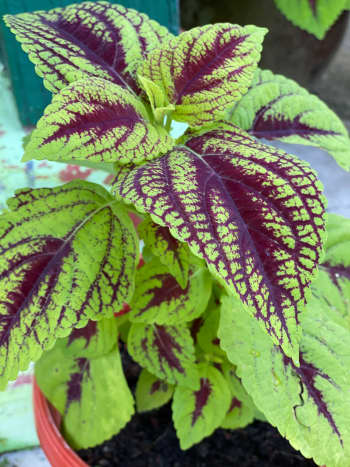  Coleus is a tropical plant grown that is known for its beautiful foliage. It is a type of plant that is widely grown in Malaysia. As you can see from the photo, my mother has a mixture of coleus in her garden. 