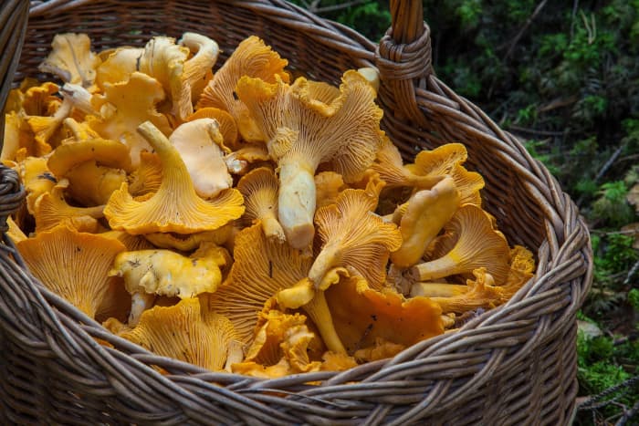 Basket of wild chanterelle mushrooms