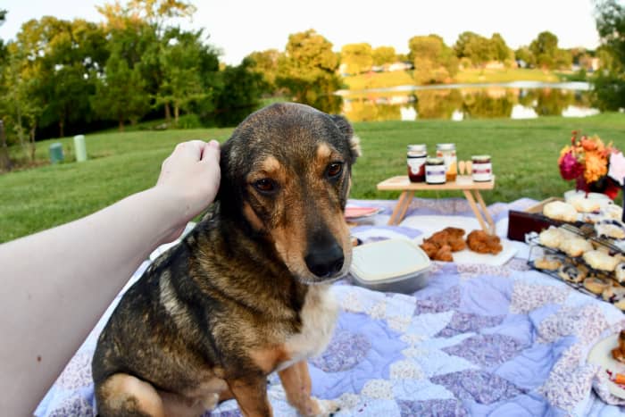This sweet dog loves food. He especially likes fried chicken.
