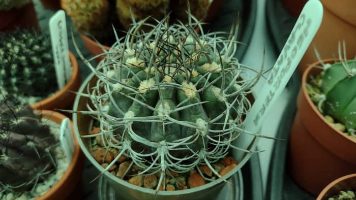 Seen here is a Neoporteria clavata Cactus.