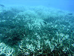 Ecological collapse. Coral bleaching from thermal stress has damaged the Great Barrier Reef and threatens coral reefs worldwide